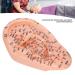 Buy Ear Massage Acupuncture Model | Safe PVC Material for Home Medicine | International Shipping - Buy Online on SooperMarket.com