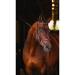 Horseware Rambo Micklem Multibridle Pony