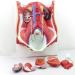 Model of Human Urinary System Urinary System Model Female Male Male Bladder Cavity Abdominal Abdominal Rear Wall Model