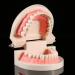 Model Teeth Dental Study - 10x8x7 PVC Teaching Aid for Kids | Learn to Brush Teeth - Buy Online on SooperMarket.com