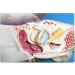 Human Medical Ear Anatomic Model of The Inner Ear of The Inner Ear of The Eardrum The Temporal Bone Ear Nose and Throat for Veterinary Anatomy Learning - Buy Online on SooperMarket.com