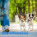 360 Rotatable Double Dog Leash for Two Dogs | Adjustable Reflective Leash for Small Medium & Large Dogs | Perfect for Walking Training & Jogging - Buy Online on SooperMarket.com