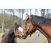 Lucor Root Brush Horse - Long Soft Bristle Mane Comb | Premium Horse Accessories for Shine & Dirt Removal - Buy Online on SooperMarket.com