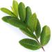 Fresh Organic Guva Leaves | Approx 70G Jumbo | Guva Leaf For Medical | Use Diabetes & Skin Care| Indian Origin|Next Day Shipping By Seelans