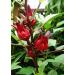 Marssili Bissap Dried Hibiscus Flowers 200g Natural Sorrel from Africa - Buy Online on SooperMarket.com