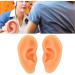 Kadimendium Human Ear Acupuncture Model - 2 Pieces for Training - Buy Online on SooperMarket.com