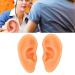 Ear Model ANGGREK 2 Pieces Ear Modeling Tools Hearing Amplifier Dispalying Assistance Display Ear Model Ear Wraps for Teaching Replacement - Buy Online on SooperMarket.com