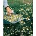 Wild Chamomile Herbs 40g handpicked from Greece Cretan Island mountains. - Buy Online on SooperMarket.com