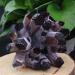 Natural Purple Phantom Quartz Stone Cluster Crystals Ornament 500g-650g 1pc HOMEZHOU 1PC 500g-650g - Buy Online on SooperMarket.com