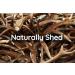 Scottish Deer Antler Dog Chew - Extra Large 240-300g | 100% Natural & Long Lasting - Buy Online on SooperMarket.com