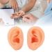 Soft Waterproof Ear Display Model | Simulated Model for Doctors & Centers - Buy Online on SooperMarket.com