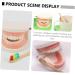 Shop Healvian 3 Sets Early Dental Education Toys - Wooden Denture Model for Kids | Reusable Toiletries - Buy Online on SooperMarket.com