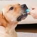 Pack of 4 Finger Toothbrushes for Dogs - Dental Care for Small Medium & Large Breeds - Buy Online on SooperMarket.com