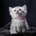 Tagme 2er-Pack Reflective Cat Neck Band with Name & Address Shield for Kittens - Adjustable 15-20 cm - Pink - Buy Online on SooperMarket.com