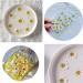 50pcs Natural Dried Daisy Flowers - Vacuum Packed for Decoration & Jewelry Making (5 Colors) - Buy Online on SooperMarket.com
