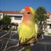 Birds LOVE All Natural Garden Blend 2lb - Small Birds - Pack of 1 - Buy Online on SooperMarket.com