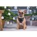 Lionet Paws Christmas Bandana for Dogs | Headscarf & Trochcock for Small Medium & Large Dogs - 1 Pack - Gr nkelk - Buy Online on SooperMarket.com