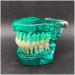 Transparent Dental Model for Adult Dentists | Realistic Teeth & Gums for Teaching & Demonstration - International Shipping - Buy Online on SooperMarket.com