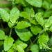 Herb To Body Red Clover Tops C/S | Cut & Sifted | Trifolium Pratense | Wildcrafted | 4oz - Buy Online on SooperMarket.com