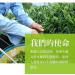 Taiwan unique tea Lishan Snow Green Bud Tea Fragrance Oolong Tea 150g*4 - Buy Online on SooperMarket.com