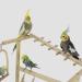 Holzsammlung Bird Playground Wooden Parrot Stand Bird Play Stand Parrot Perch Stand with Ladder Bird Play Gym Toy Cage Accessories for Small Middle Parakeets Cockatiels Finches Budgie Lovebirds #17 - Buy Online on SooperMarket.com