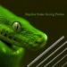 PETSTARCX 6 Pack Round Ball Tip Reptiles Snake Probe Portable Probe Kit - Buy Online on SooperMarket.com