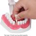 Teeth Model Toothbrushes - Dental Teaching Tool Kit | 120 Open & Clear View for Effective Learning - Buy Online on SooperMarket.com