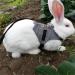 Rabbit Harness Multipurpose Adjustable Soft Pet Rabbit Walking Harness Leash Lead Gentlemanly Style Bunny Vest for Small Animal (M) - Buy Online on SooperMarket.com
