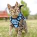Breakproof Cat Dishes & Adjustable Soft Kitten Vest Set - Light Blue XS | Reflective Stripes for Safety - Buy Online on SooperMarket.com