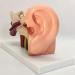The Size Ear Model 5X Ear Anatomical Model for Inner Ear aids for Teaching Medical and Study of Education - Buy Online on SooperMarket.com