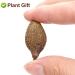 Malva Nut 125G - Fat Dried Sterculia Lychnophora | Premium Pangdahai Chinese Health Tea | International Shipping - Buy Online on SooperMarket.com