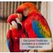 *NEW* 1.5Kg FRUIT MIXED PARROT FOOD XLW - Buy Online on SooperMarket.com