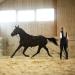 Horze Lunging Surcingle - Black Nylon - Pony Size - Buy Online on SooperMarket.com