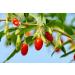 6 lbs Goji Berries | Non-GMO, Sun-Dried & Juicy | High in Iron, Vitamins A & C | Vegan Fruit Snack for Baking, Tea, Smoothie & Yogurt | Bulk Pack of 1 - Buy Online on SooperMarket.com