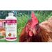Premium Poultry Calcium Supplement for Bone Health & Egg Production-Chick N Egg from Chick N Swell Brand- for All Poultry. 500 ml- Makes 300 liters. - Buy Online on SooperMarket.com