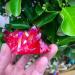 Natural Crystal Rough 1pcs Beautiful Rose Flame Aura Quartz Crystal Cluster Specimen - Buy Online on SooperMarket.com
