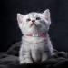 Shop Tagme Cat Neck Band - 2-Pack Reflective Collars for Kittens | Personalized Safety with Bell & Lock - Hot Pink 15-20 cm - Buy Online on SooperMarket.com