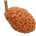 Cabilock Face Exfoliator Sponge Body Cleansing Sponge Exfoliating Bath Sponge Remover Dead Skin Facial Exfoliator Sponge Loofah Sponge Fruit Bath Sponge Bath Shower Dish Spa Miss Body Brush - Buy Online on SooperMarket.com