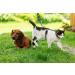 Gold Moons Glow in The Dark Cat Harness and Leash Set for Kittens & Small Animals - Buy Online on SooperMarket.com