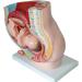 Female Pelvic Pattern with Nine-Month fetal Model. Suitable - Buy Online on SooperMarket.com