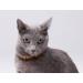 100% Baltic Amber Dog Necklaces & Collars - Natural Tick Protection for Cats & Dogs | Premium Raw Amber from Lithuania - Buy Online on SooperMarket.com