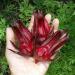 Marssili Bissap Dried Hibiscus Flowers 200g Natural Sorrel from Africa - Buy Online on SooperMarket.com