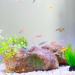 Ctpeng Aquarium Decoration Stone - Natural Look Decorative Rock & Hiding Place (25cm 13cm 7cm Resin) - Ideal Aquarium Accessories - Buy Online on SooperMarket.com