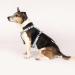 Max & Molly H-Shaped Dog Harness | Ultra-Comfortable Neoprene for Medium Dogs | Unicorn Design | Padded & Lightweight Safety - Buy Online on SooperMarket.com