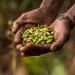 Premium Organic Wild Green Cardamom Whole & Capsules - Handpicked 100g | Pfefferdieb - International Shipping - Buy Online on SooperMarket.com