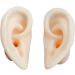 Soft Silicone Ear Template - Artificial Simulation Human Simulation Ear - Eare Acupuncture Acupuncture Point Template - for Acupuncture Soujons Loops - Buy Online on SooperMarket.com