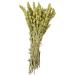 Greek Mountain Whole Tea Loose Herb Tea - Sideritis Raeseri (75g) Unflavoured Raeseri_Whole-75g