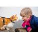 Gold Moons Glow in The Dark Cat Harness and Leash Set for Kittens & Small Animals - Buy Online on SooperMarket.com