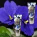 Bath and Body Works Moonlight Path Ultra Shea Body Cream 8 Oz - 2 Pack Lavender Scent - Buy Online on SooperMarket.com