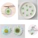 50pcs Natural Dried Daisy Flowers - Vacuum Packed for Decoration & Jewelry Making (5 Colors) - Buy Online on SooperMarket.com